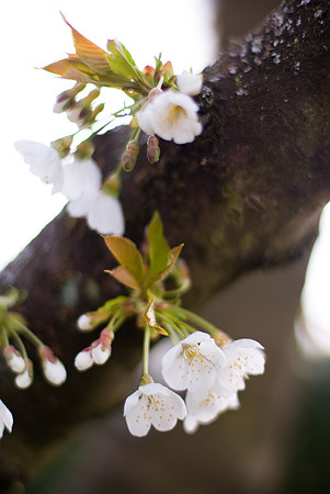 Fleurs de cerisier