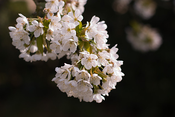 Fleurs de cerisier