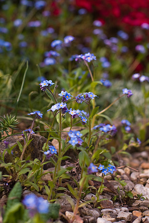 Myosotis