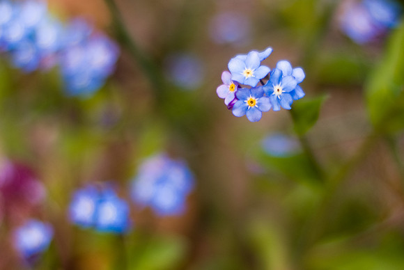 Myosotis