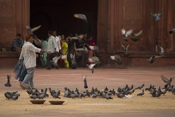 Les pigeons sédentaires