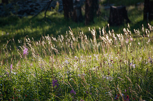 Mongolie - 07 août 2012 19h04