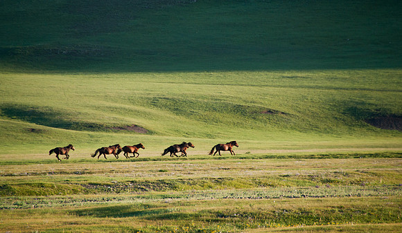 Mongolie - 08 août 2012 19h49