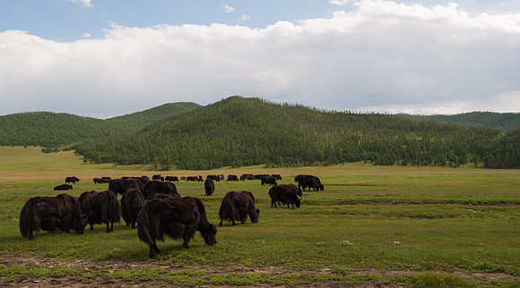 Mongolie - 09 août 2012 16h05