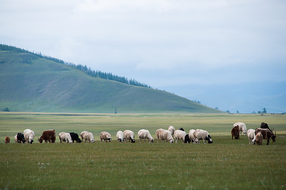 Mongolie - 11 août 2012 14h29