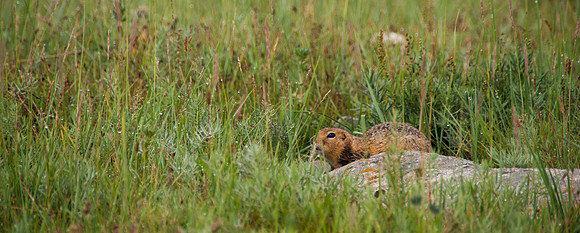 Mongolie - 13 août 2012 09h25