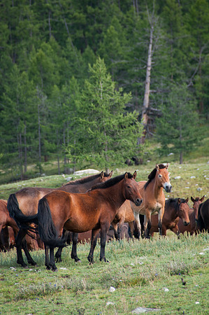 Mongolie - 13 août 2012 17h09
