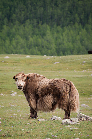 Mongolie - 13 août 2012 17h33