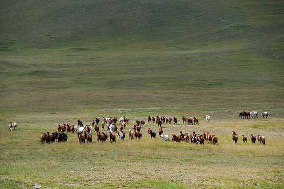Mongolie - 14 août 2012 13h49