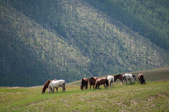 Mongolie - 14 août 2012 13h54