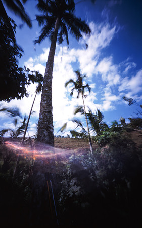 02 - Bali, palmier dans les rizières