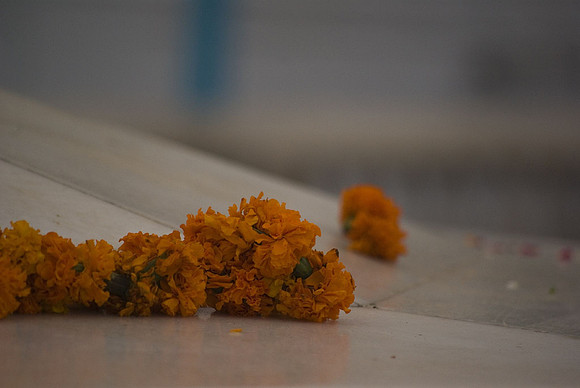 Oeillets d'Inde