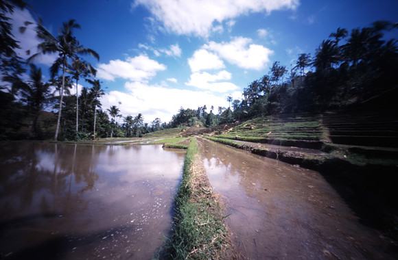 01 - Bali, une rizière