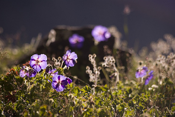 Petite fleur bleue