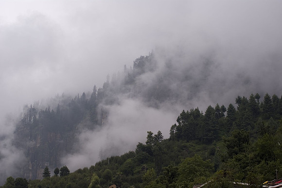 Pas de gorilles dans la brume