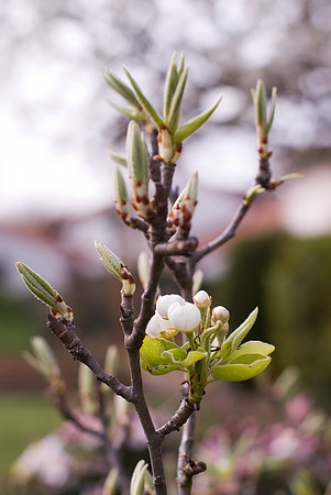 Fleurs de poirier