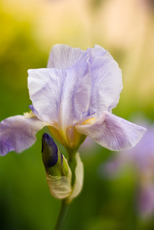 Iris à vue d'oeil