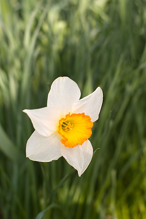 Jonquille