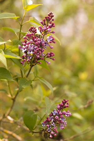 Lilas