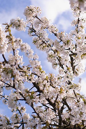 Fleurs de cerisier