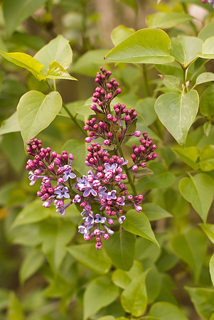 Lilas