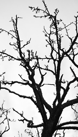 Victime de l'hiver