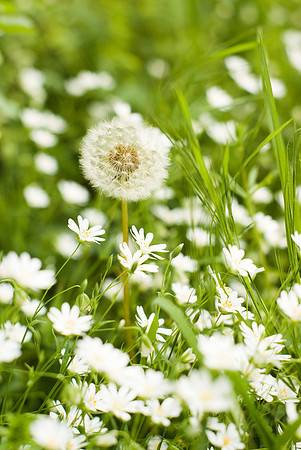Pissenlit courtisé par les fleurs blanches