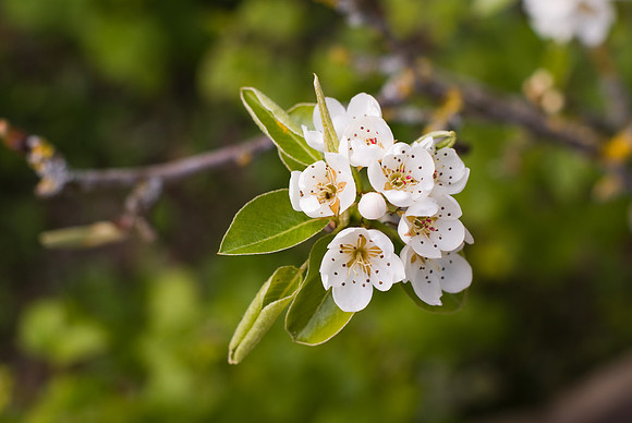 Fleurs de poirier