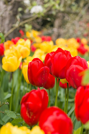 Tulipes