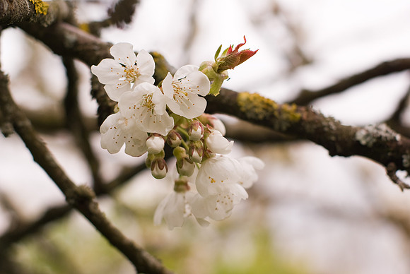 Fleurs de cerisier