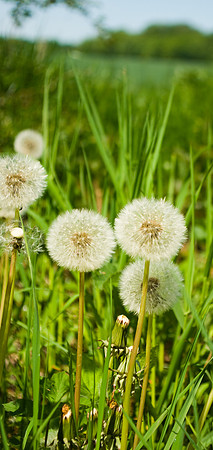 Bouquet de pissenlits
