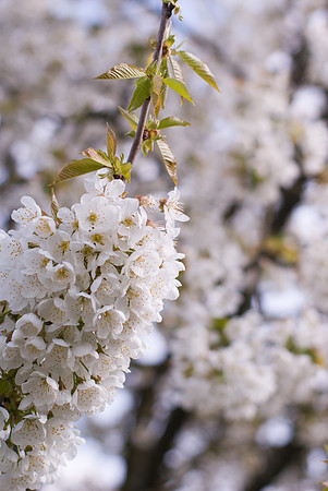 Fleurs de cerisier
