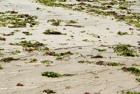 La Tranche-sur-Mer - 17 juillet 2008 11h31