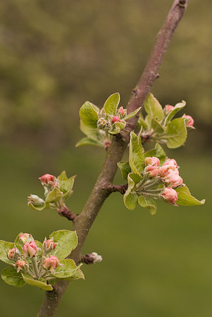 Pommier en fleurs