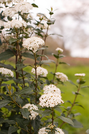 Fleurs blanches