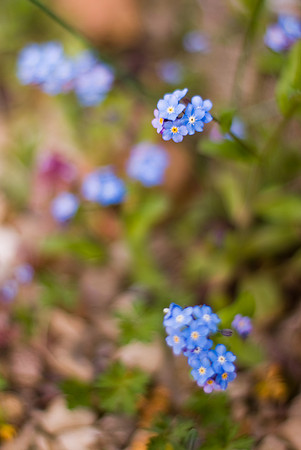 Myosotis