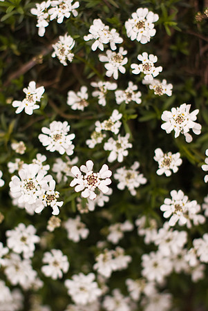 Des p'tites fleurs blanches
