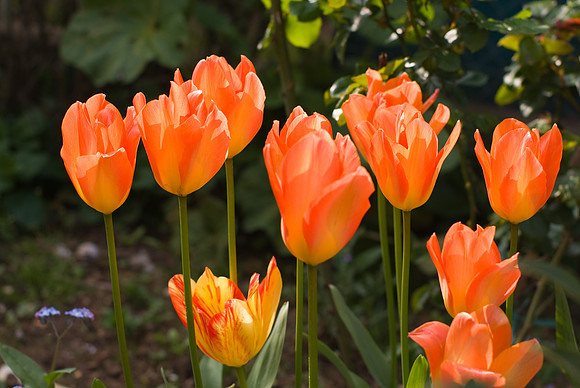 Tulipes