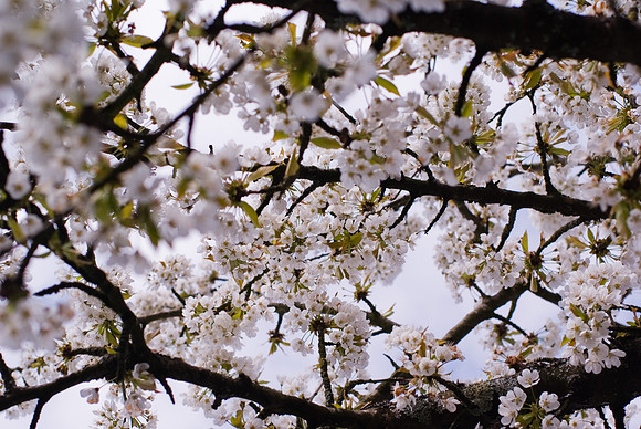 Fleurs de cerisier