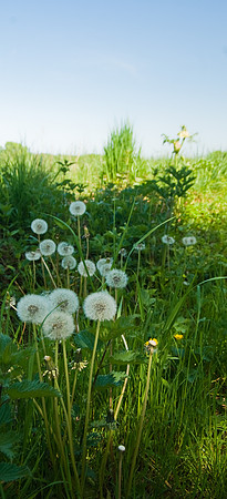 Bouquet de pissenlits