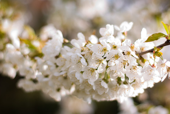 Fleurs de cerisier