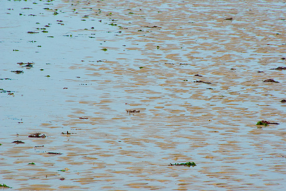 La Tranche-sur-Mer - 17 juillet 2008 11h33-2