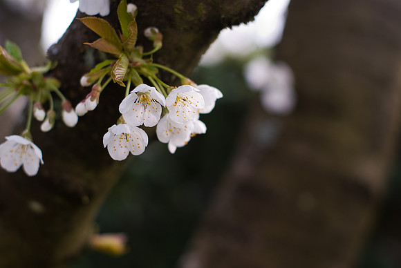Fleurs de cerisier