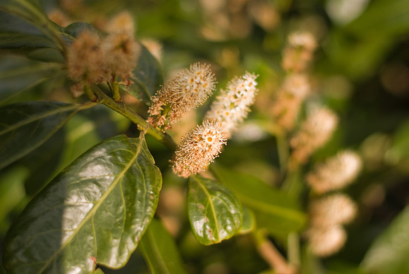 Laurier en fleurs